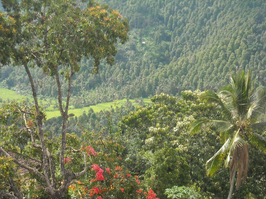 Warung Jojo And Homestay Munduk Zewnętrze zdjęcie